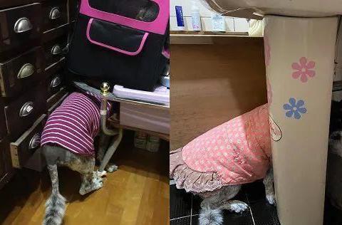 大狗最新爆料新闻视频,最新爆料新闻视频深度解析  第1张