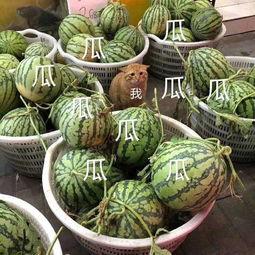 娱乐吃瓜制作,吃瓜群众必看的幕后故事 第3张 娱乐吃瓜制作,吃瓜群众必看的幕后故事 第3张