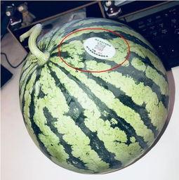 青岛网红吃瓜,揭秘美食背后的故事与传奇 第1张 青岛网红吃瓜,揭秘美食背后的故事与传奇 第1张