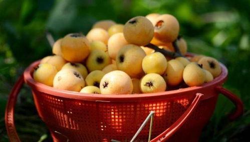 莆田最新爆料摘枇杷,最新爆料带你体验摘果乐趣”